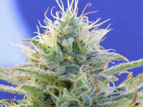 Auto Ghost OG Feminised Cannabis Seeds | Original Sensible Seed Company