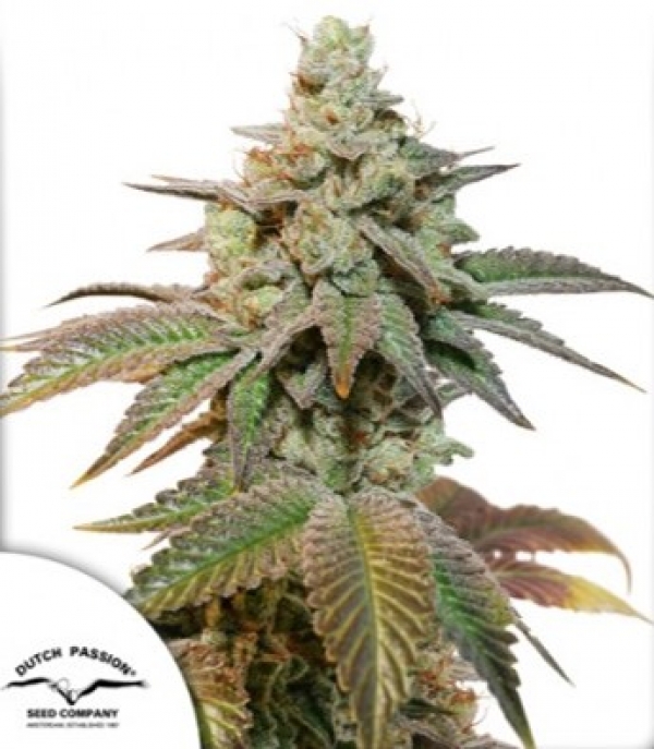 Auto Kerosene Krash Feminised Cannabis Seeds | Dutch Passion Auto Kerosene Krash Feminised Cannabis Seeds | Dutch Passion