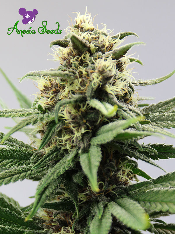 Auto Lemongrass Feminised Cannabis Seeds - Anesia Seeds
