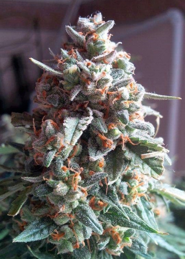 Auto Massassin Feminsed Cannabis Seeds | Critical Mass Collective Seeds
