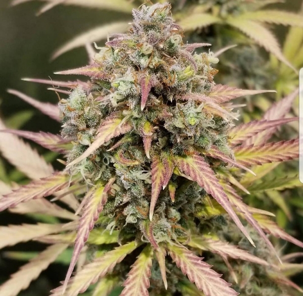 Auto Monster Breath Feminsed Cannabis Seeds | Critical Mass Collective Seeds
