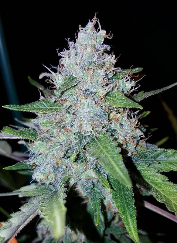 Auto Monster Mass Feminsed Cannabis Seeds | Critical Mass Collective Seeds Auto Monster Mass Feminsed Cannabis Seeds | Critical Mass Collective Seeds