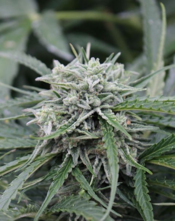 Auto NL Feminised Cannabis Seeds | Female Seeds 
