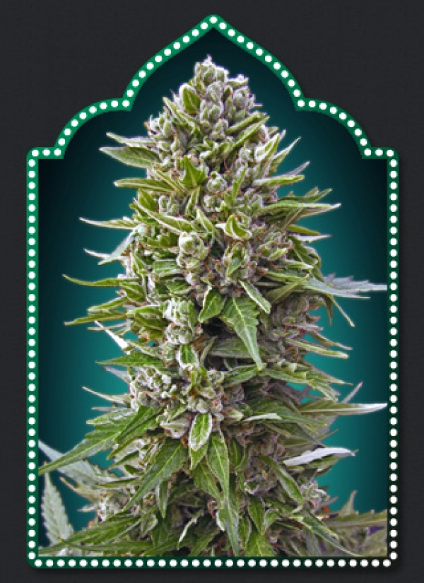 Auto Northern Lights Feminised Cannabis Seeds | OO Seeds