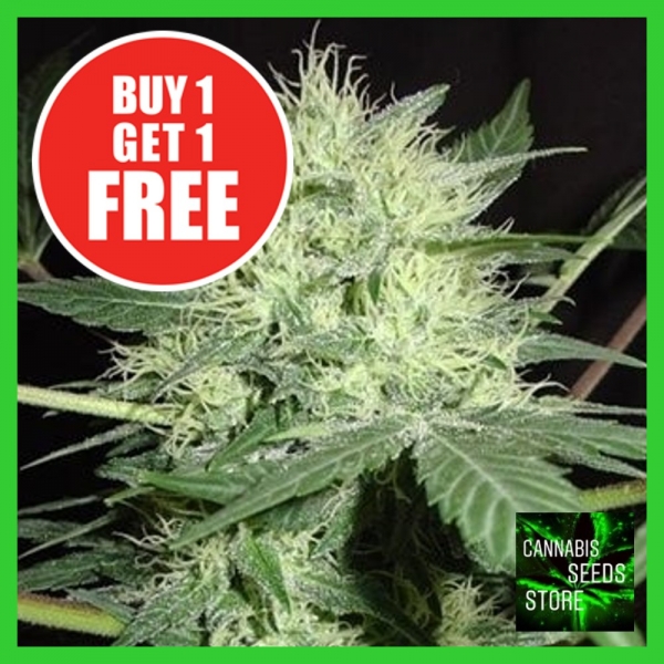 Auto Northern Lights Feminised Cannabis Seeds - Cannabis Seeds Store