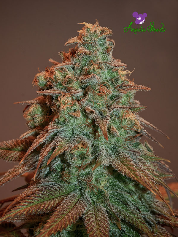 Auto Nova OG Feminised Cannabis Seeds - Anesia Seeds