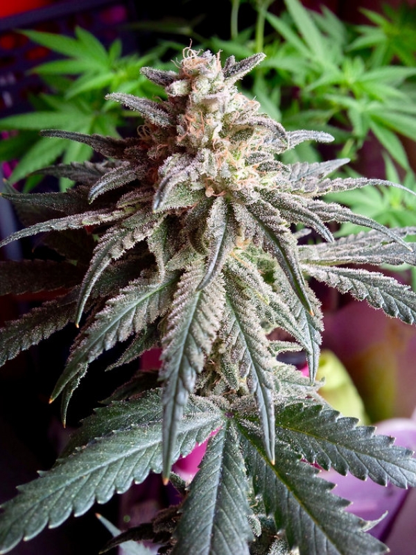 Auto Purple Dawg Mass Feminsed Cannabis Seeds | Critical Mass Collective Seeds Auto Purple Dawg Mass Feminsed Cannabis Seeds | Critical Mass Collective Seeds