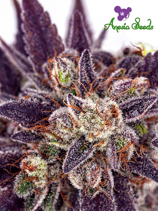 Auto Purple Domina Feminised Cannabis Seeds - Anesia Seeds Auto Purple Domina Feminised Cannabis Seeds - Anesia Seeds
