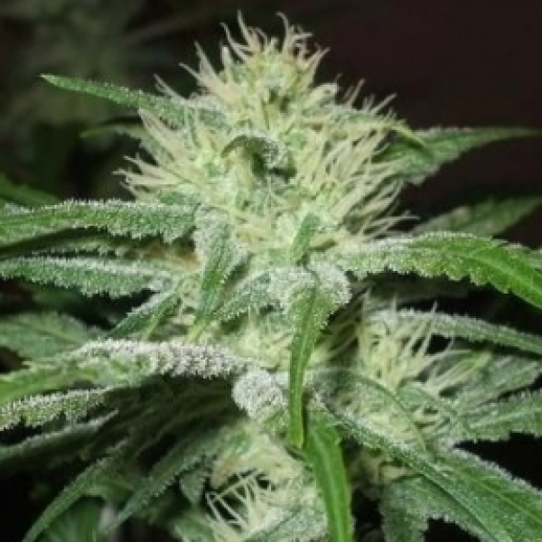 Auto Speed Bud Feminised Cannabis Seeds | Female Seeds