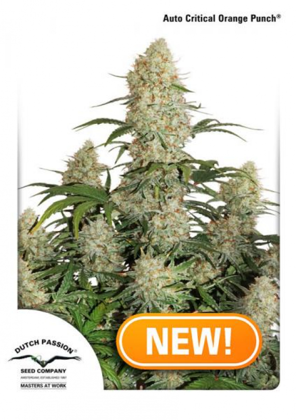 Auto Critical Orange Punch Feminised Cannabis Seeds | Dutch Passion 