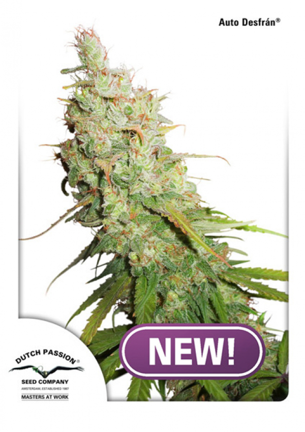 Auto Desfrán Feminised Cannabis Seeds | Dutch Passion 