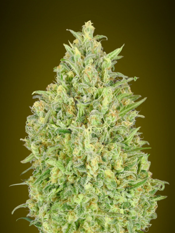 Auto Pineapple Glue Feminised Cannabis Seeds | Advanced Seeds 
