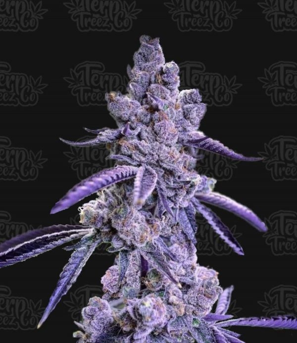 Auto Blue Nerdz Feminised Cannabis Seeds - Terp Treez