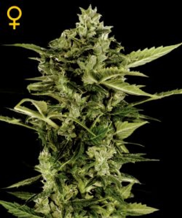 Auto Bomb Feminised Cannabis Seeds | Green House Seeds Auto Bomb Feminised Cannabis Seeds | Green House Seeds