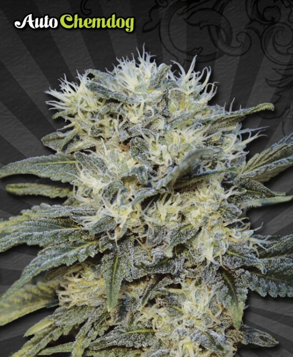 Auto Chemdog Auto flowering Feminised Cannabis Seeds | Auto Seeds 