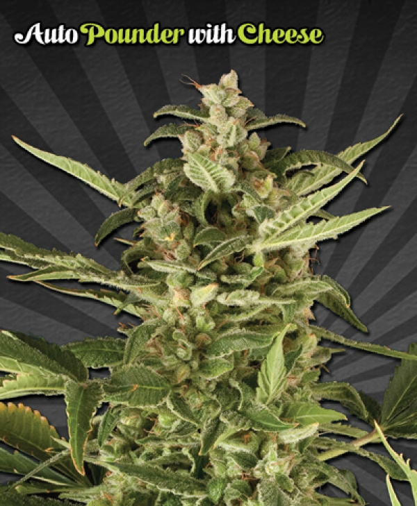 Auto Pounder with Cheese Auto flowering Feminised Cannabis Seeds (Known as Juicy Lucy) | Auto Seeds 