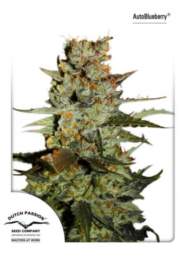 Auto Blueberry Feminised Cannabis Seeds | Dutch Passion 
