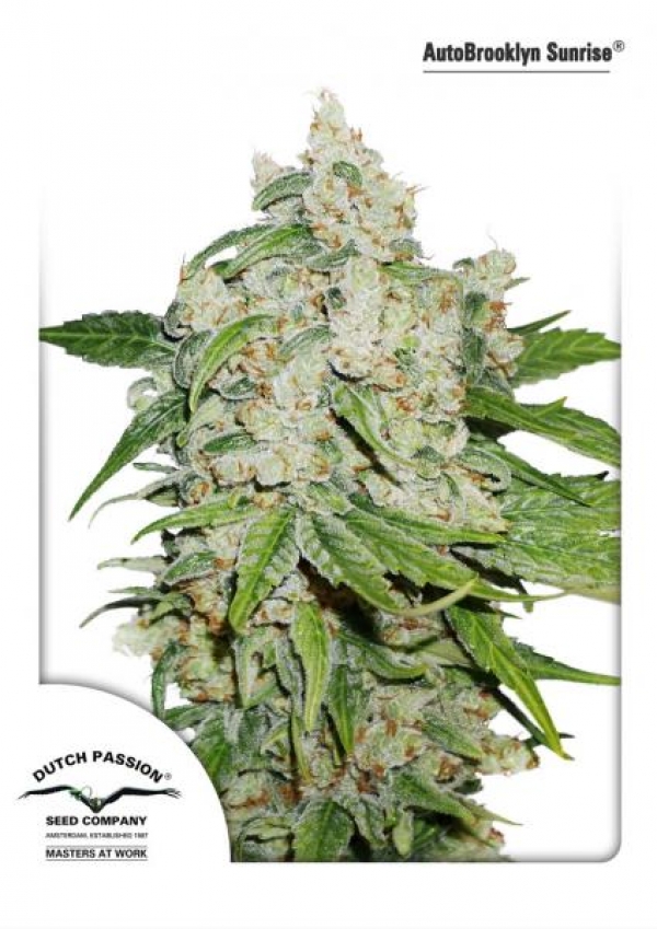 Auto Brooklyn Sunrise Feminised Cannabis Seeds | Dutch Passion 