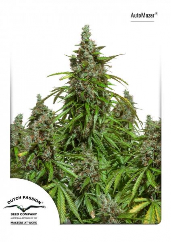 Auto Mazar Feminised Cannabis Seeds | Dutch Passion
