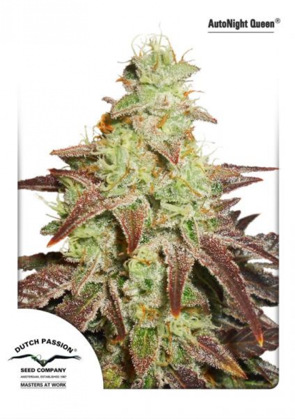 Auto Night Queen Feminised Cannabis Seeds | Dutch Passion 