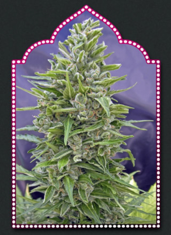 Auto Mix Feminised Cannabis Seeds| OO Seeds