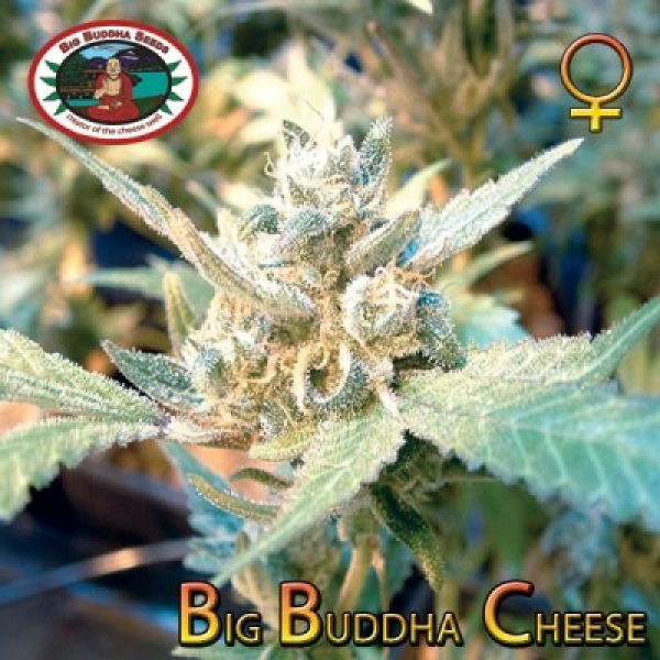 Cheese (x Cheese) | Big Buddha Seeds 