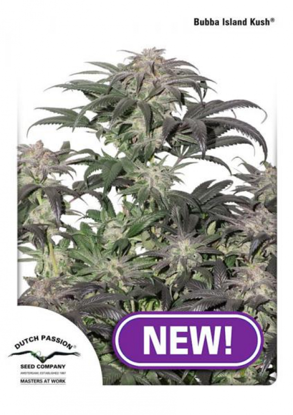 Bubba Island Kush Feminised Cannabis Seeds | Dutch Passion
