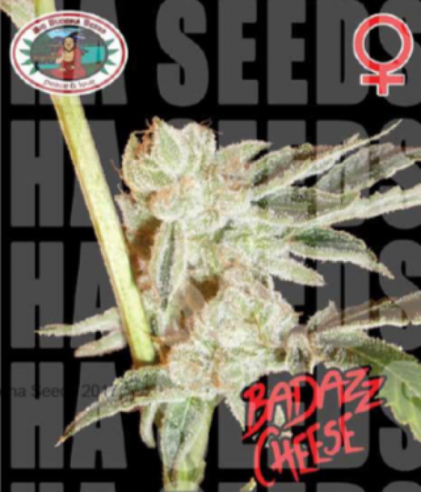 Badazz Cheese Feminised Cannabis Seeds | Big Buddha Seeds 