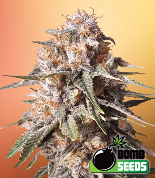 Baked Bomb Auto Feminised Cannabis Seeds | Bomb Seeds