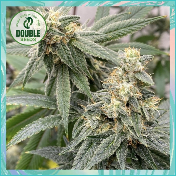 Banana Glue - Double Seeds