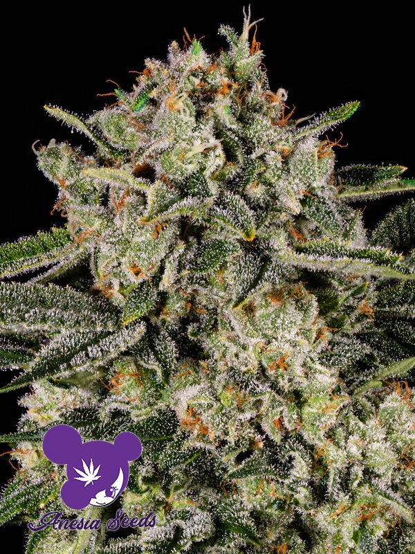 Banana MAC Feminised Cannabis Seeds - Anesia Seeds Banana MAC Feminised Cannabis Seeds - Anesia Seeds