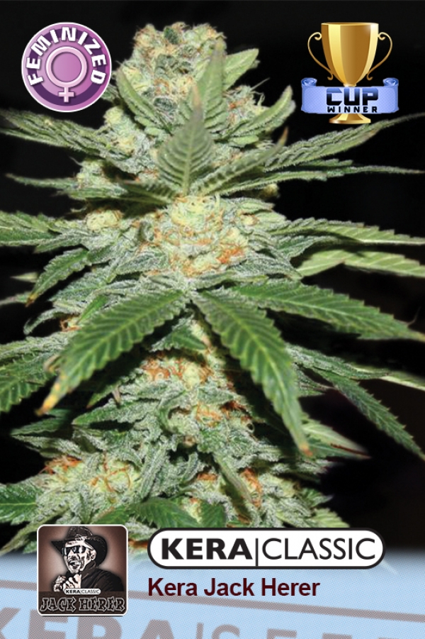Jack Herer Feminised Cannabis Seeds | Kera Seeds