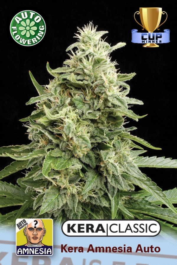Amnesia Auto Feminsed Cannabis Seeds | Kera Seeds 
