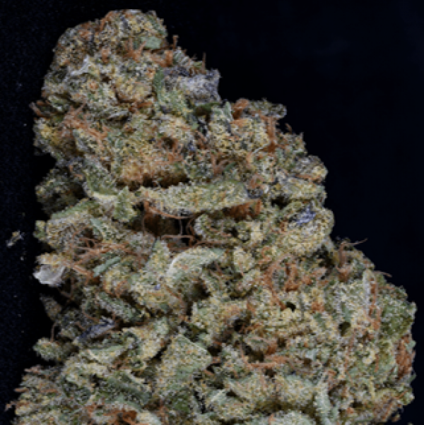 Gorilla Zkittlez Feminised Cannabis Seeds | Big Head Seeds 