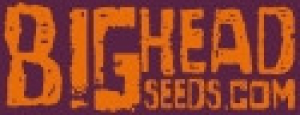 Big Head Seeds | Cannabis Seeds Store