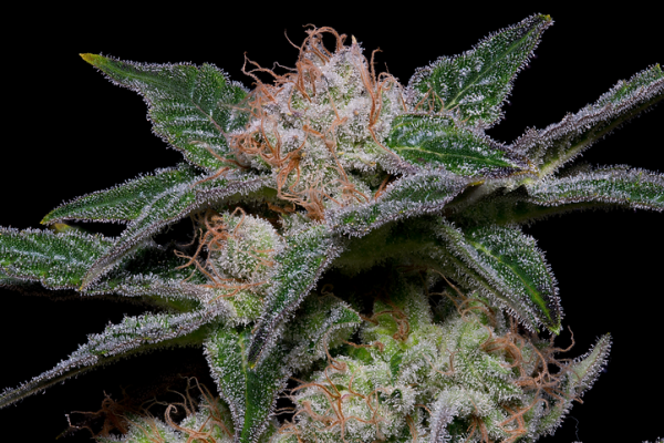 Banana Punch Feminised Cannabis Seeds | Big Head Seeds 