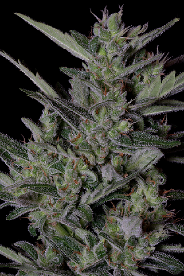 Crystal Gelato Auto Feminised Cannabis Seeds | Big Head Seeds