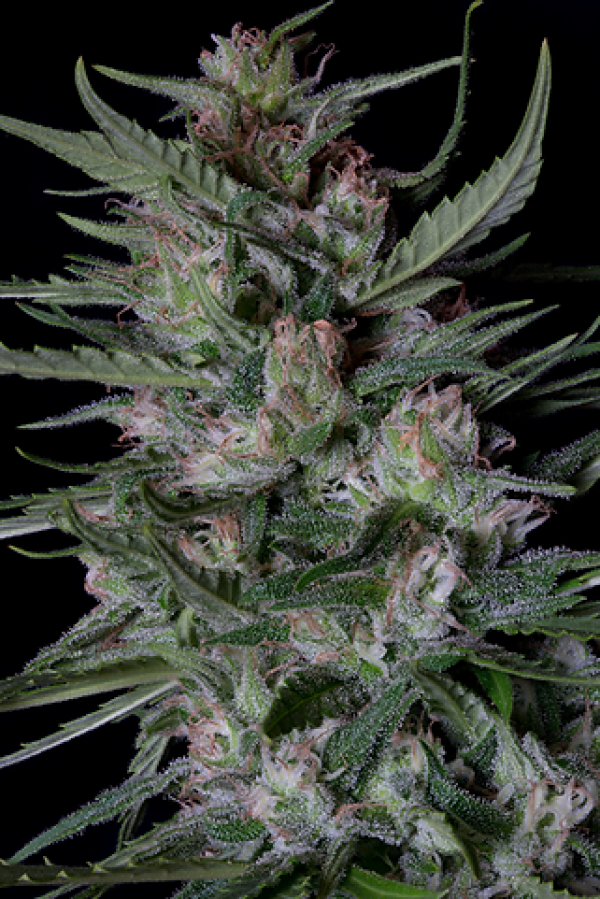 Dogstar Dawg Auto Feminised Cannabis Seeds | Big Head Seeds