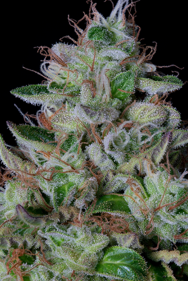 DosGelato Feminised Cannabis Seeds | Big Head Seeds DosGelato Feminised Cannabis Seeds | Big Head Seeds