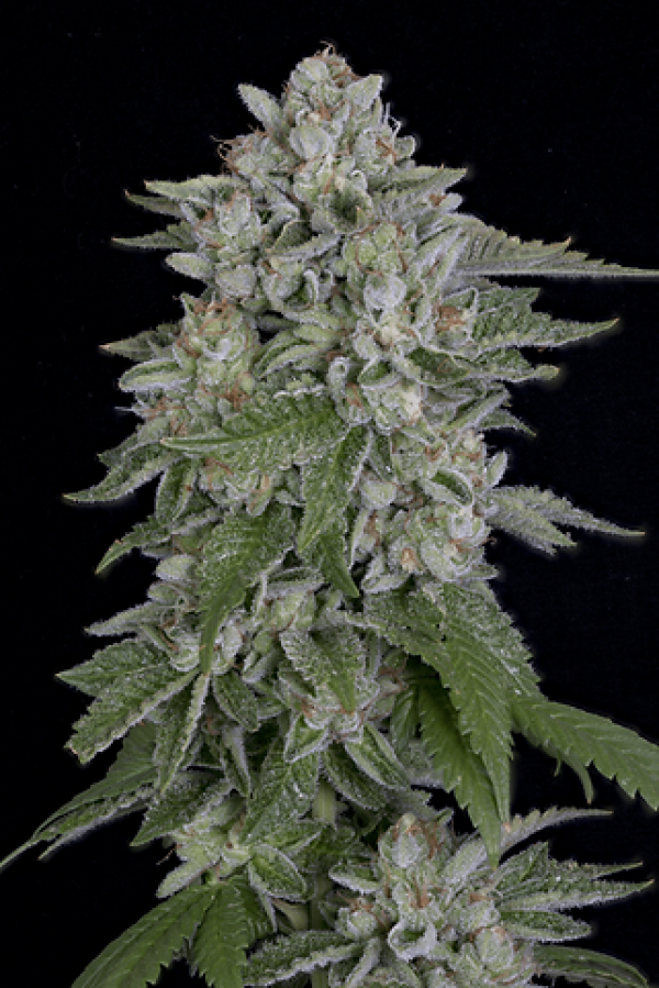 Skywalka Cookies Feminised Cannabis Seeds | Big Head Seeds