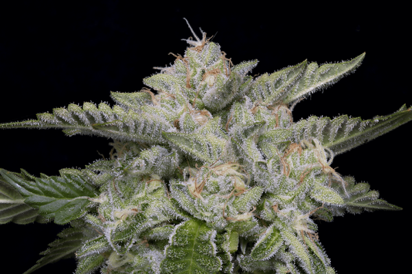 Skywalka Ghost Kush Feminised Cannabis Seeds | Big Head Seeds
