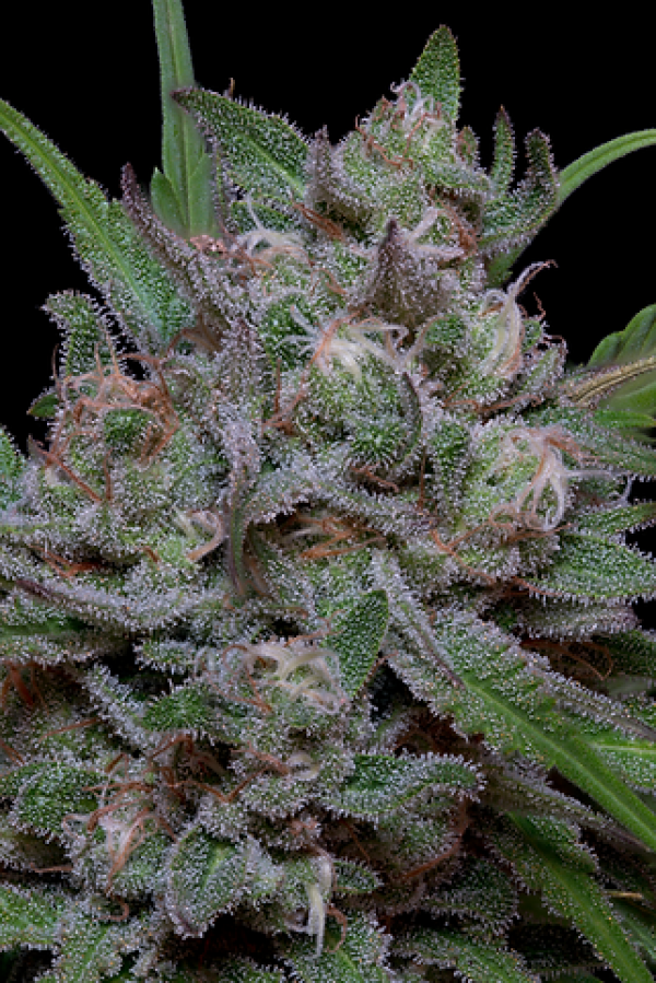 Trippy Sherbert Punch Auto Feminised Cannabis Seeds | Big Head Seeds