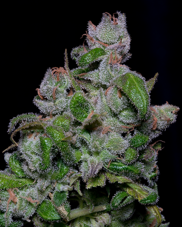Bighead Blueberry Crystal Gelato Feminised Cannabis Seeds | Big Head Seeds 