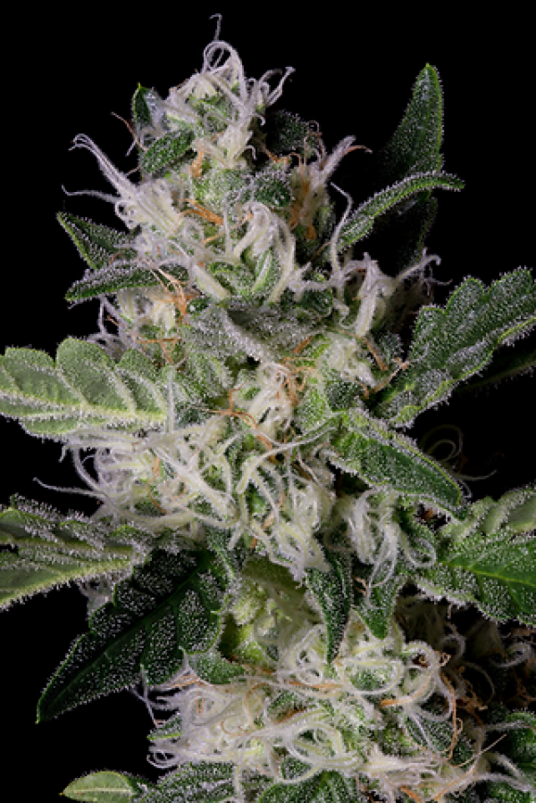 Platinum Cookies Feminised Cannabis Seeds | Big Head Seeds Platinum Cookies Feminised Cannabis Seeds | Big Head Seeds