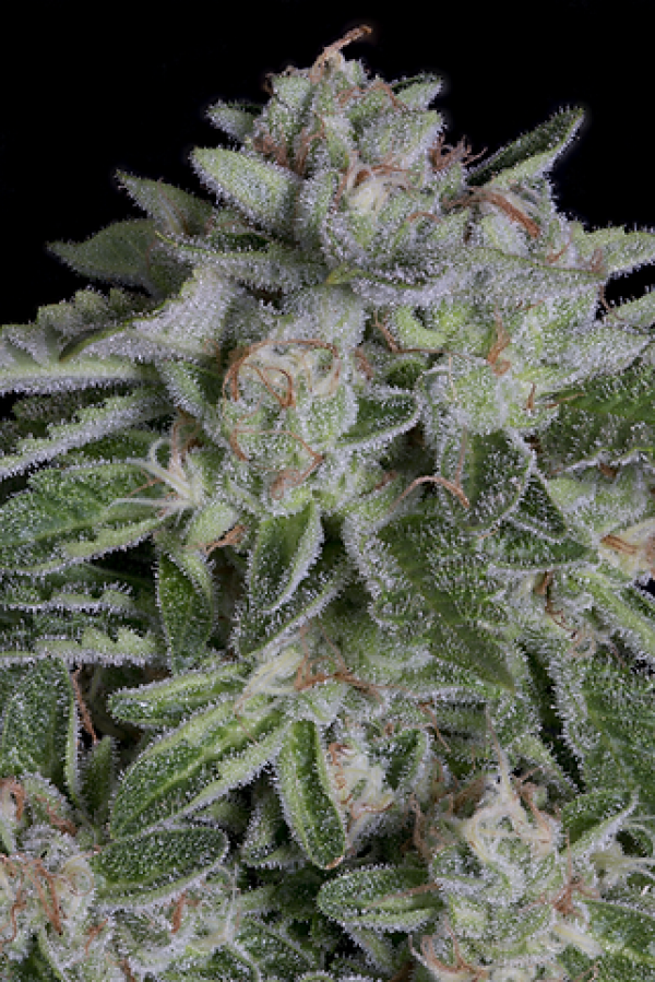 Watermelon Zkittelz Feminised Cannabis Seeds | Big Head Seeds