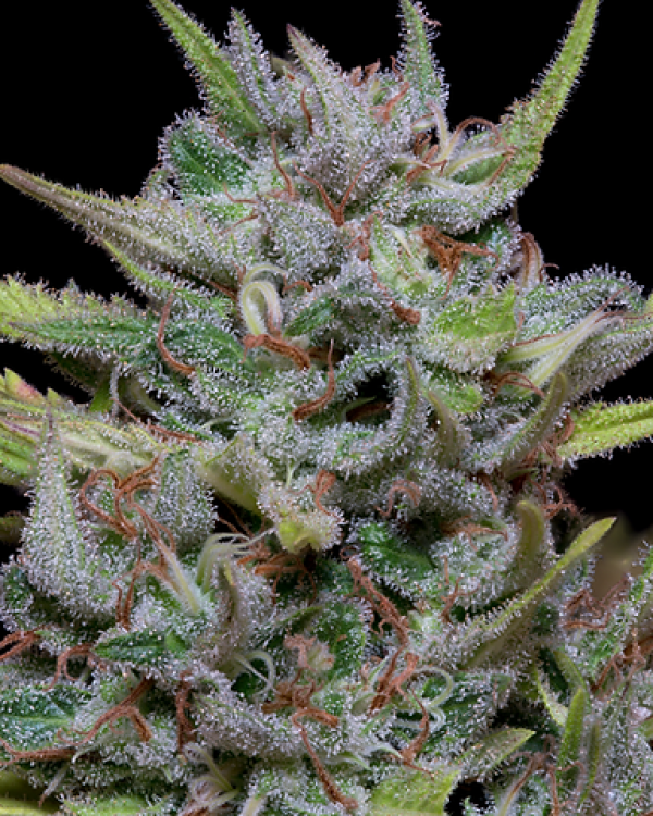 White Fire OG Kush Feminised Cannabis Seeds | Big Head Seeds 