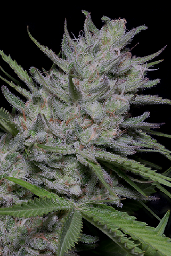 Bighead Superfast Auto Feminised Cannabis Seeds | Big Head Seeds 