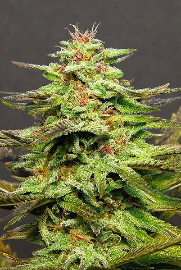 Julie's Cookies Auto Feminised Cannabis Seeds | Big Head Seeds