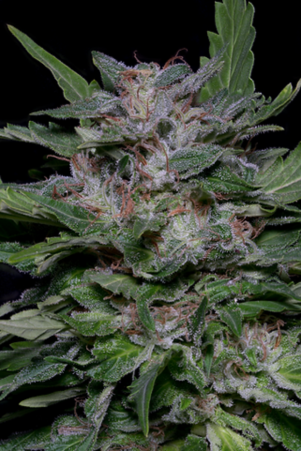 Strawberry Banana Feminised Cannabis Seeds | Big Head Seeds