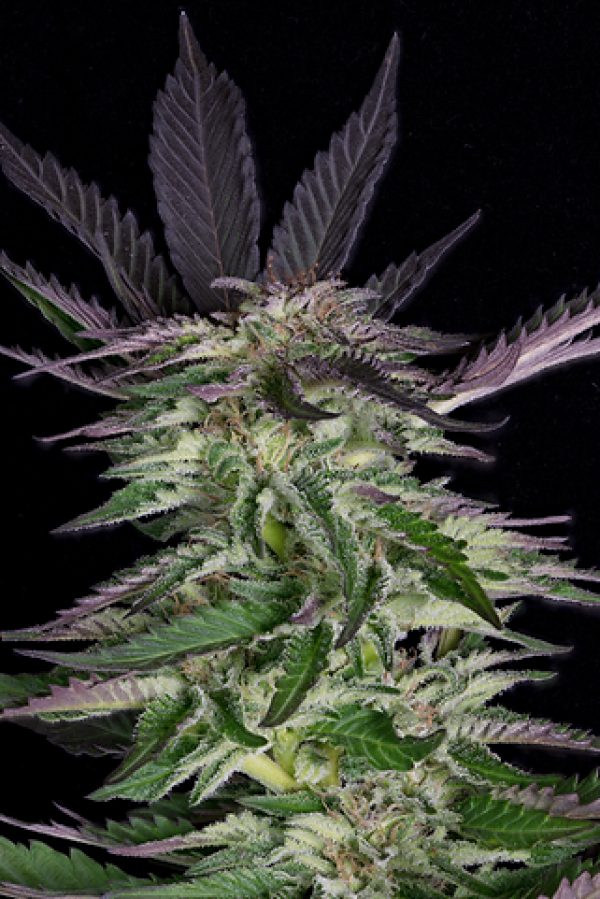Grandaddy Purple Feminised Cannabis Seeds | Big Head Seeds 